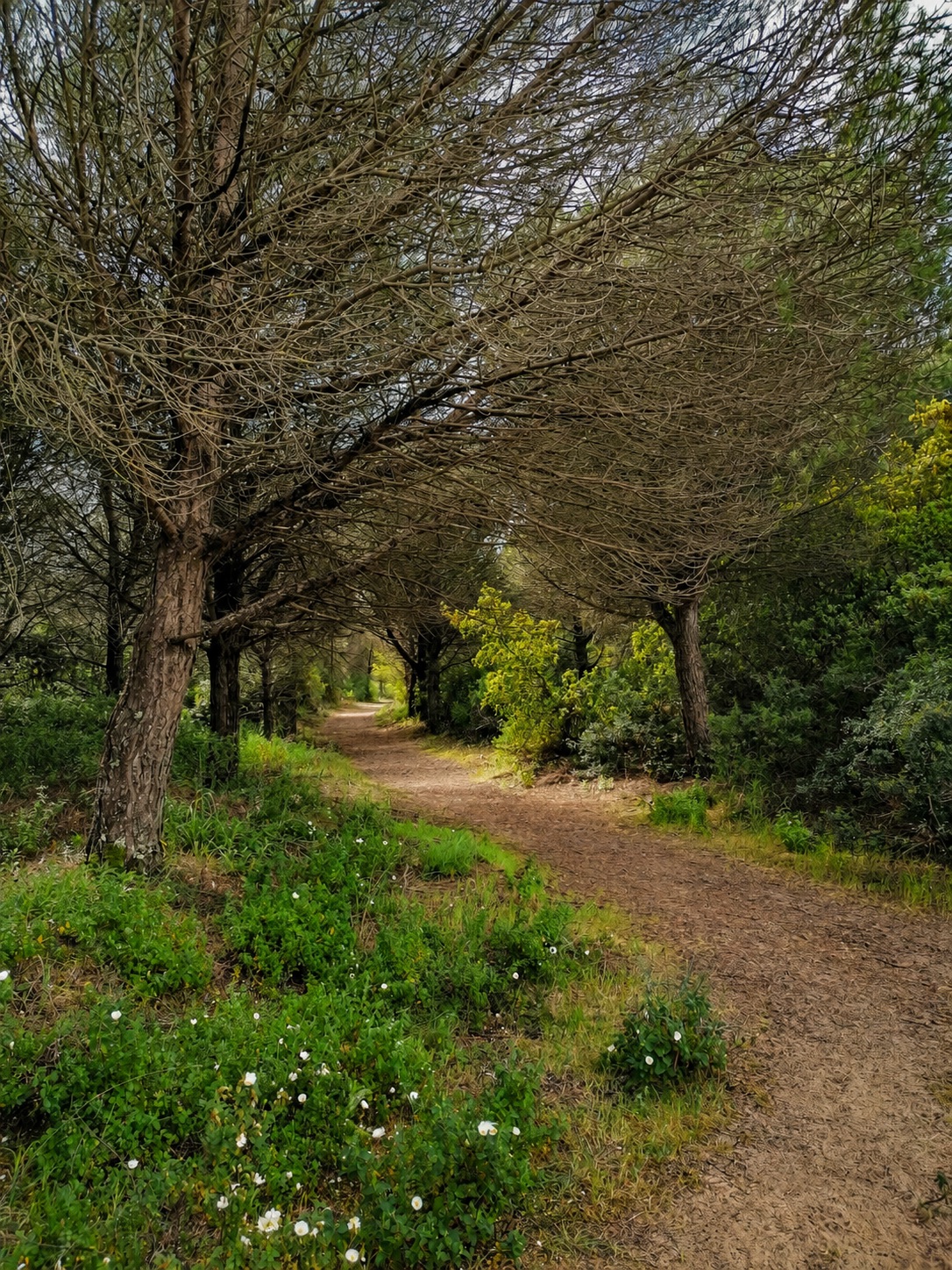 Trilho de terra a curvar-se por entre pinheiros numa floresta
