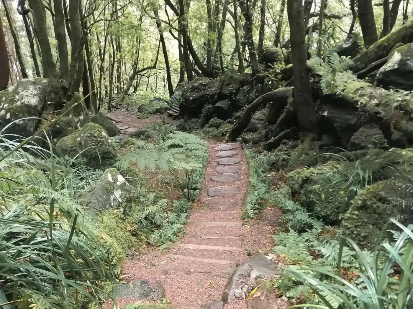 Trilho de floresta com degraus de pedra que se divide em dois caminhos, entre fetos e musgo.