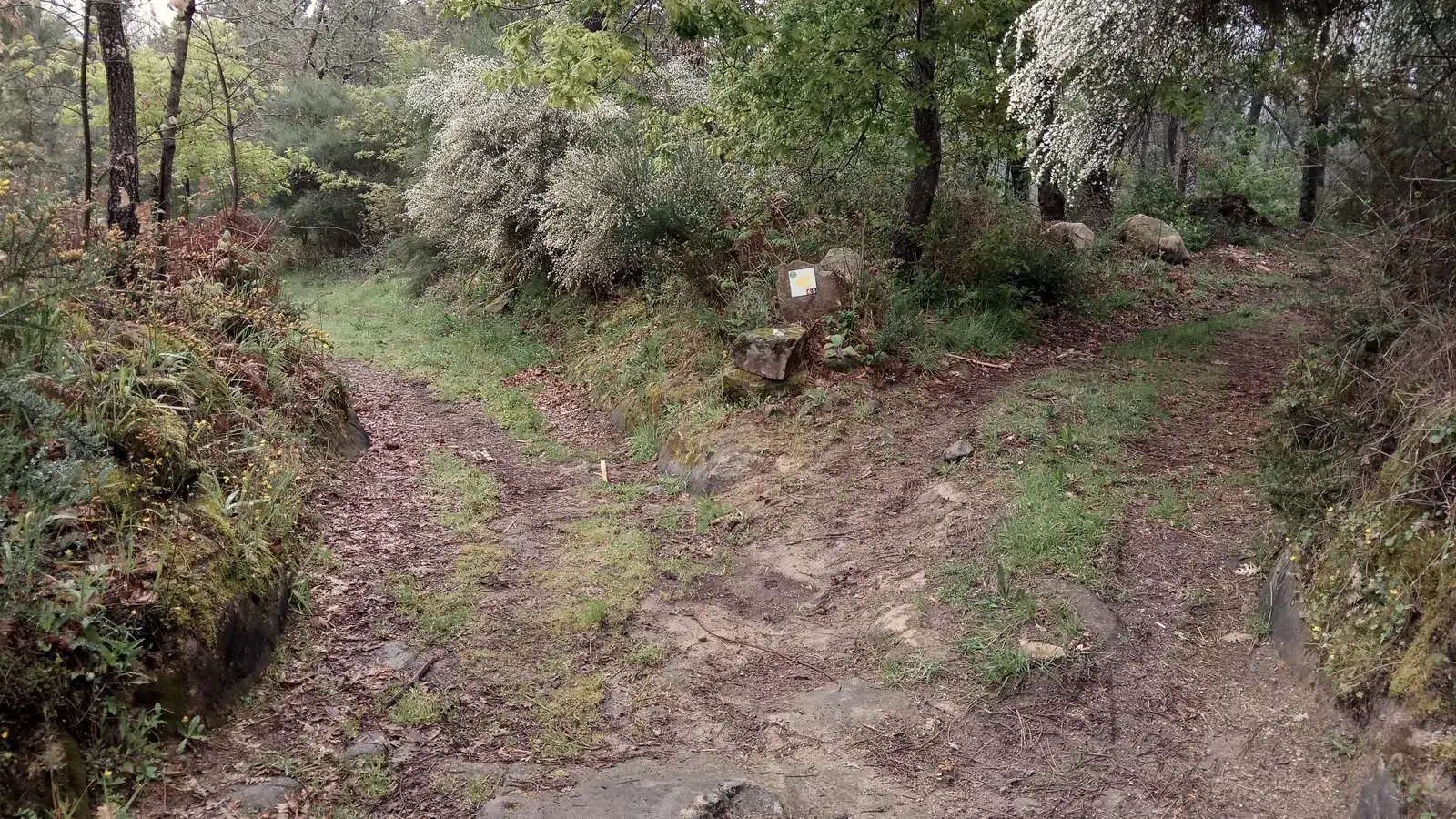 Trilho de terra que se divide em dois caminhos, entre vegetação baixa.