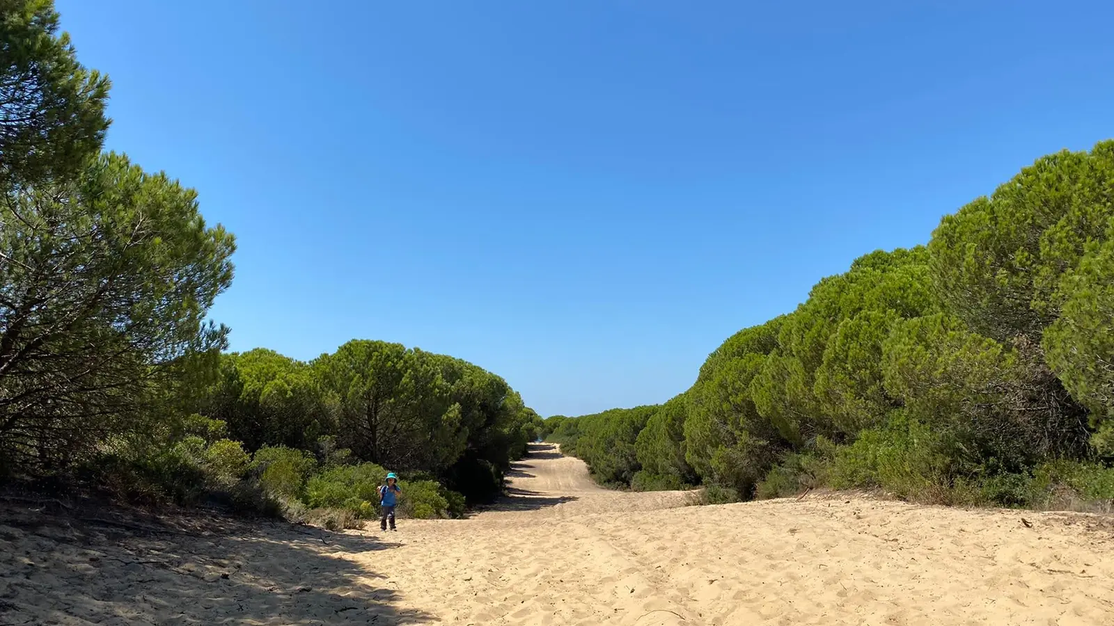 Caminho de areia a atravessar um pinhal, com profundidade e uma abertura de luz ao fundo.