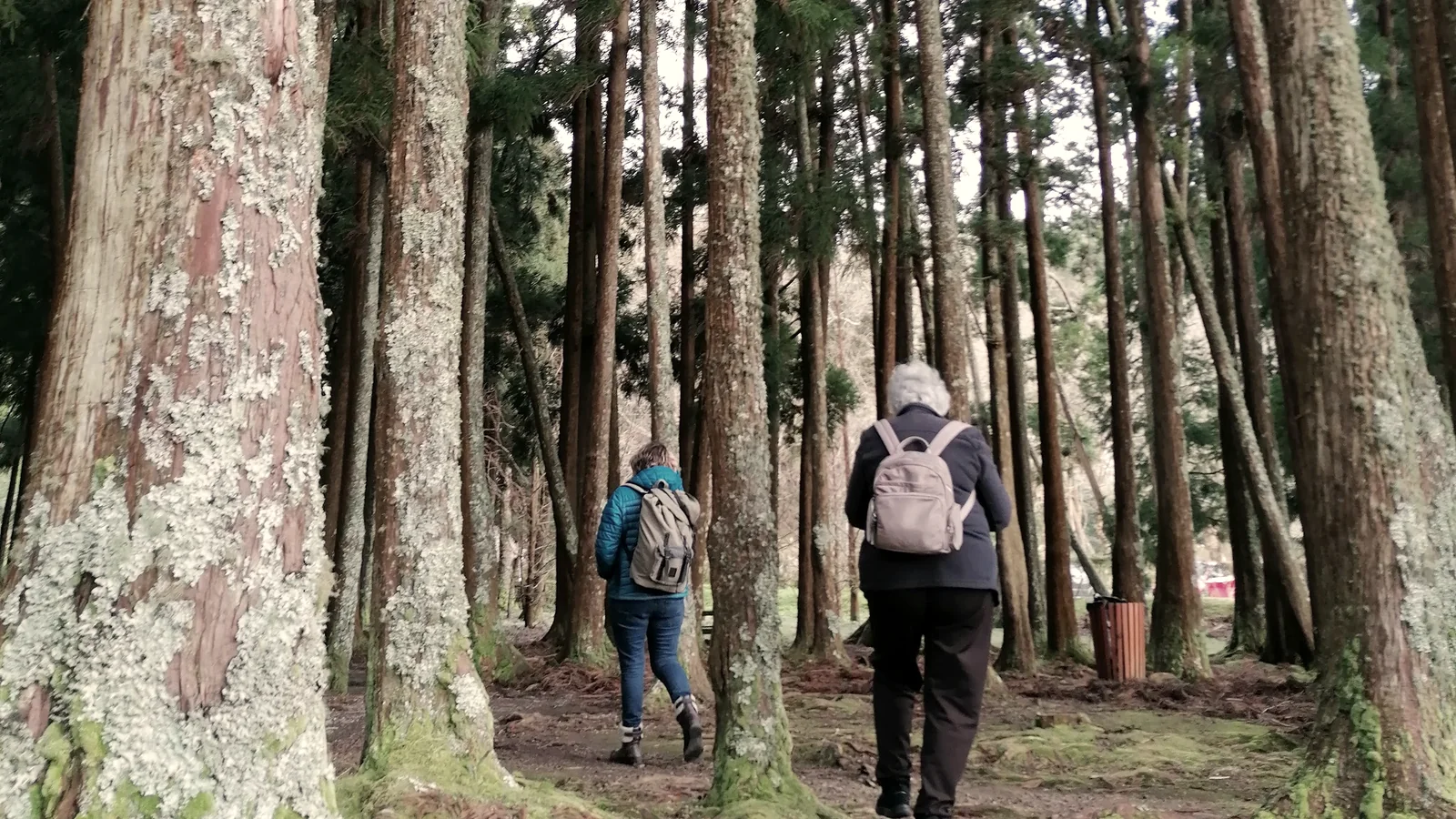 Duas pessoas a caminhar num trilho entre árvores altas, vistas de costas.