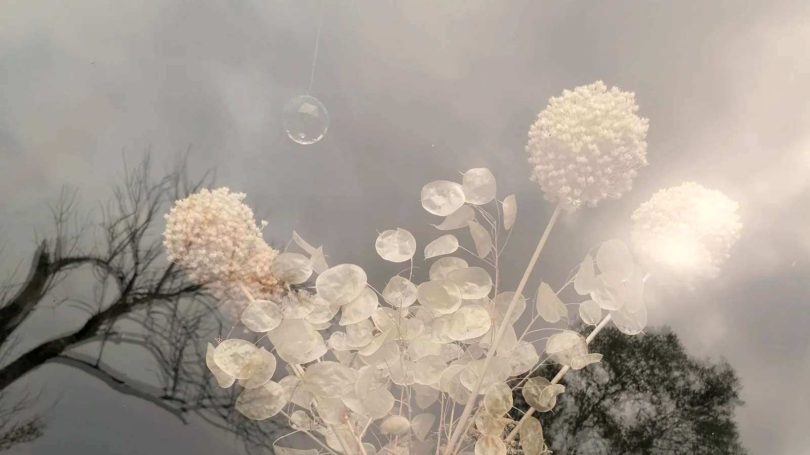 Flores secas num jarro de vidro junto a uma janela, com o reflexo de uma árvore e do céu no vidro.