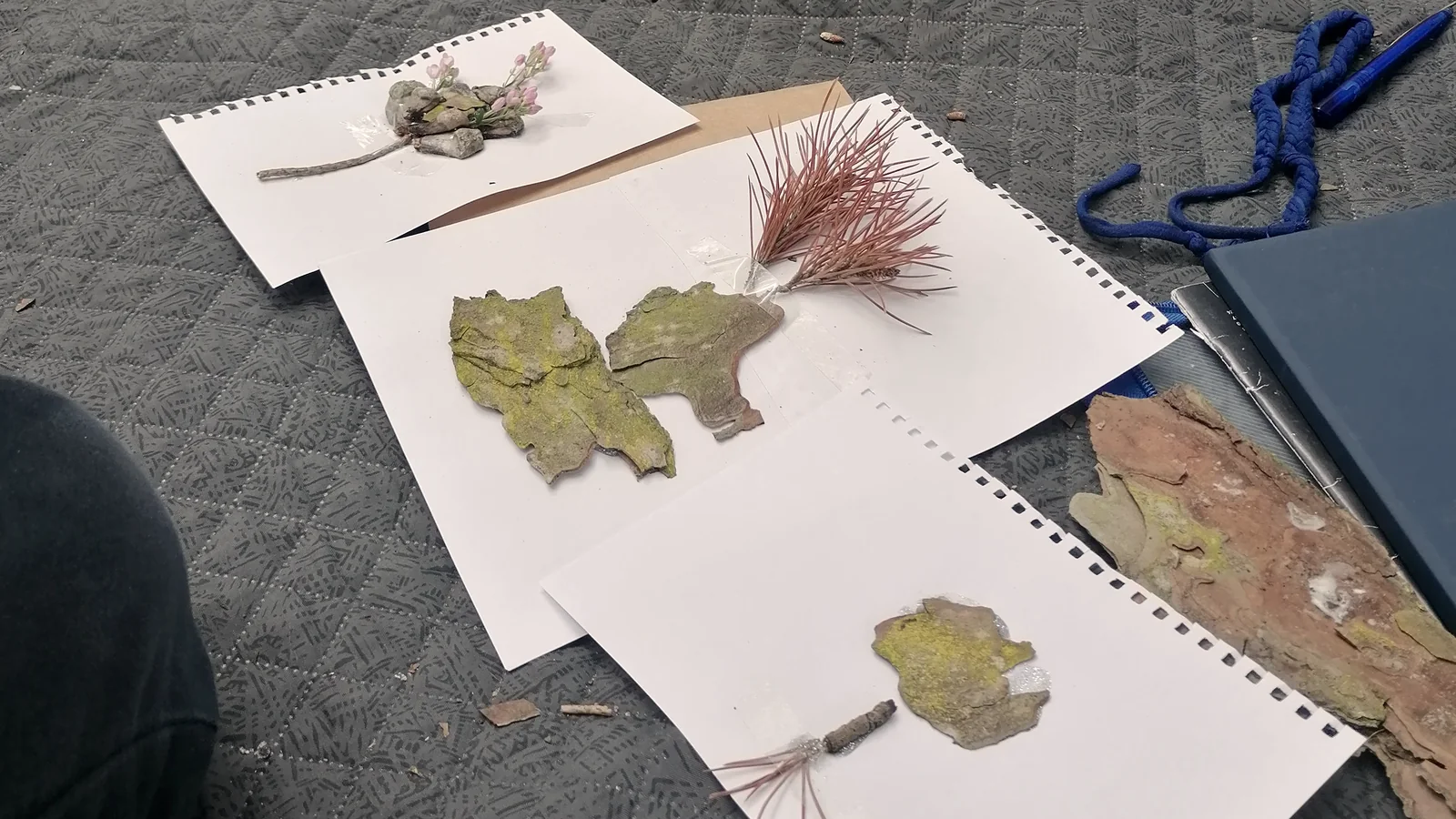 Folhas prensadas, um caderno e materiais de desenho dispostos sobre uma manta, ao ar livre.