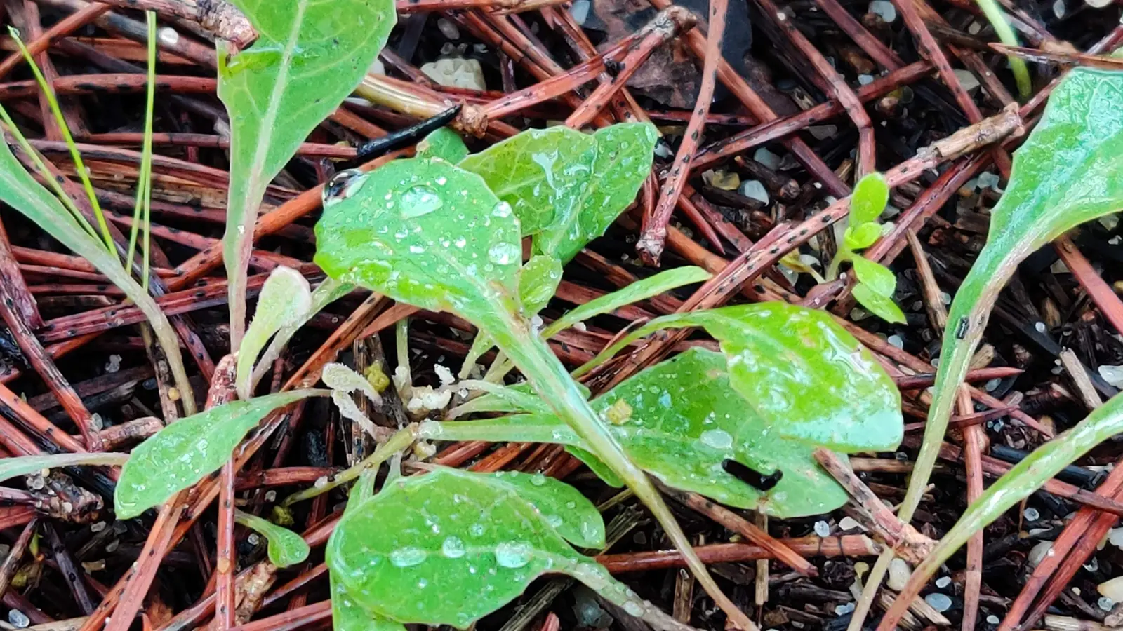 Rebentos verdes com gotas de chuva a crescer por entre agulhas de pinheiro caídas no chão.