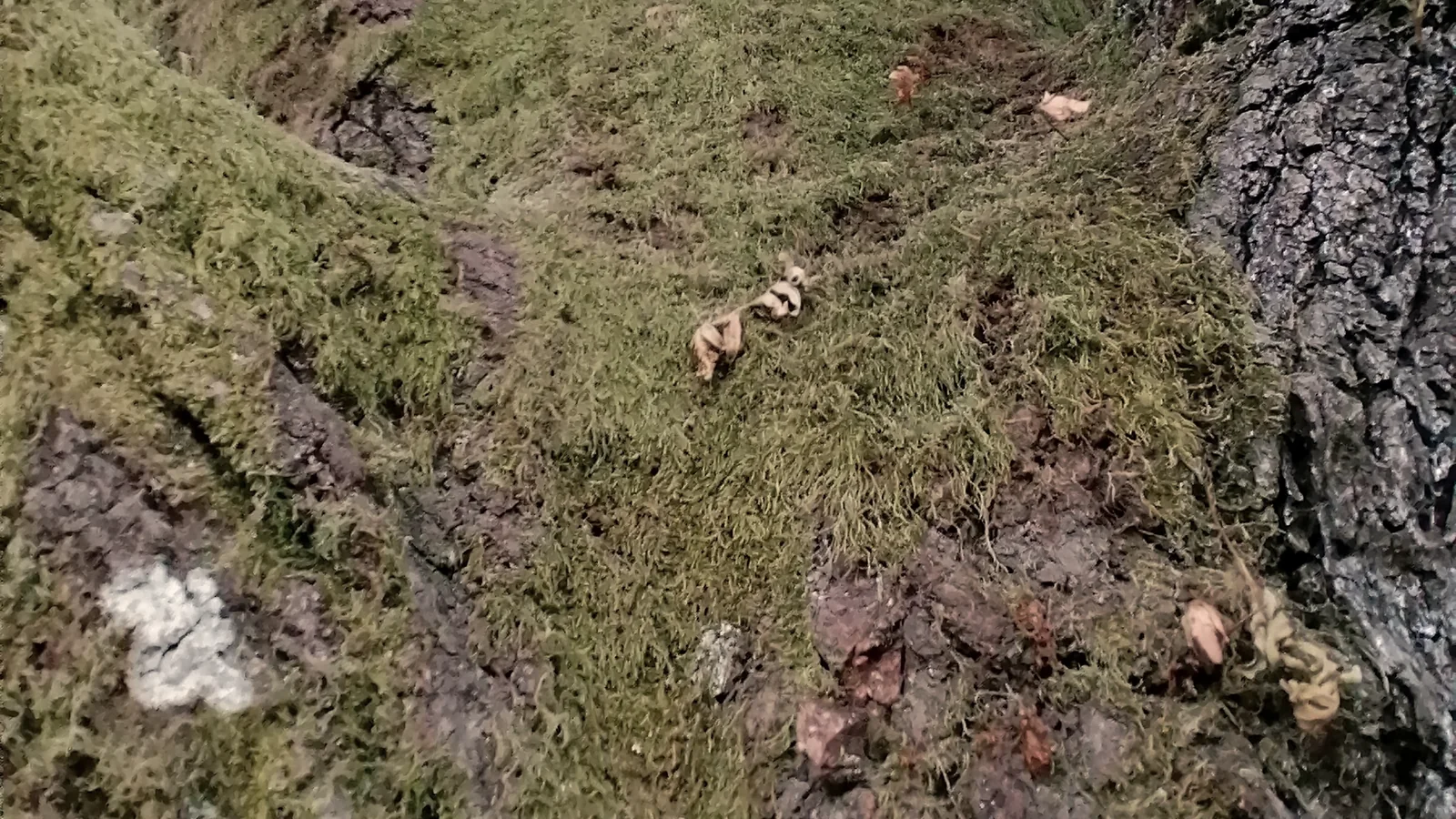 Musgo verde e casca marcada de um tronco antigo, em plano aproximado.