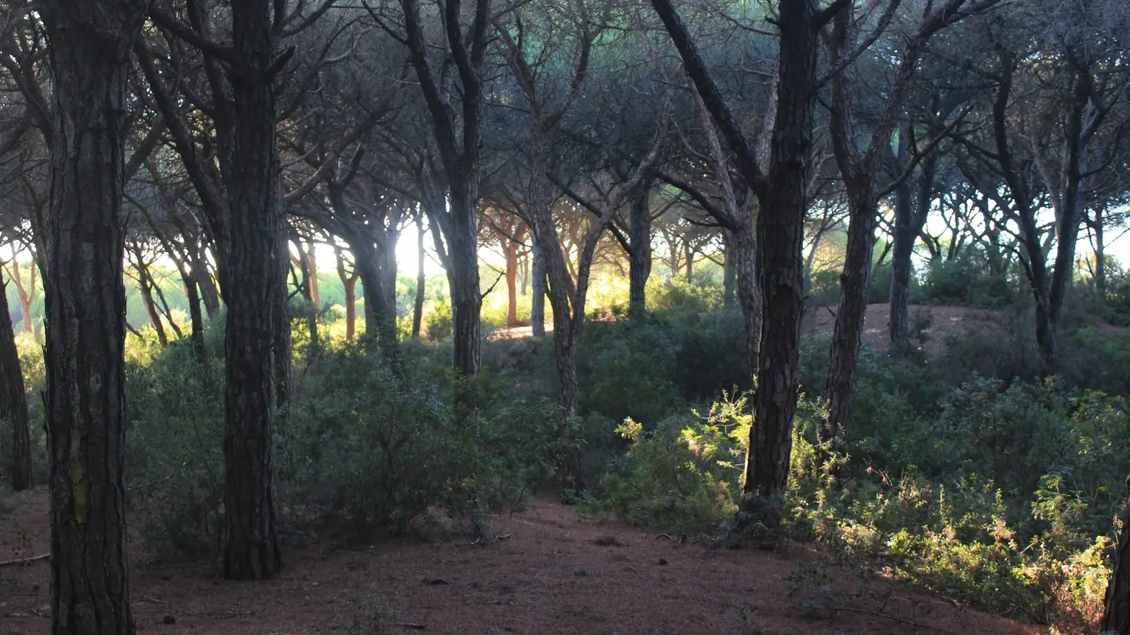 Pinhal com uma clareira de terra vermelha, com luz baixa a passar entre os troncos ao fim do dia.