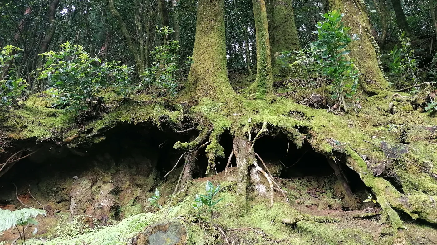 Chão de floresta com raízes e luz a entrar por entre as árvores.